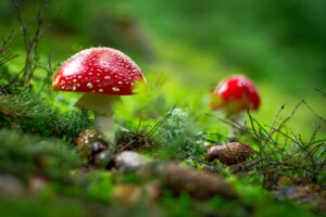 Two red capped mushrooms in the grass